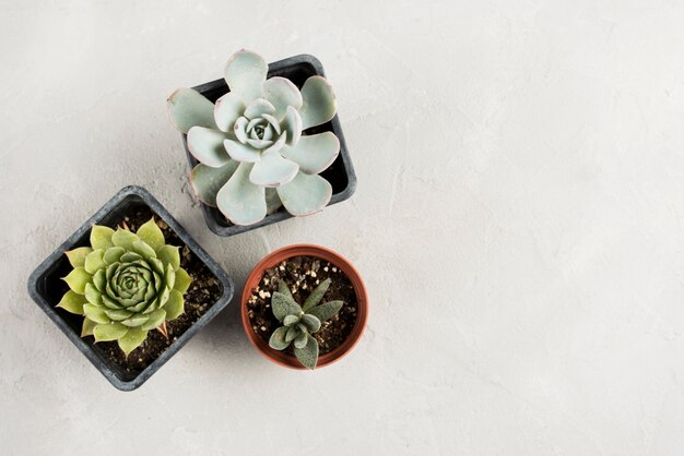 Vista superior de las plantas con espacio de copia