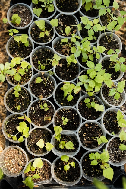 Vista superior de plantas en macetas de plástico.