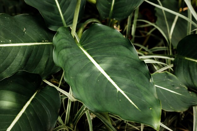 Vista superior de plantas verdes exóticas