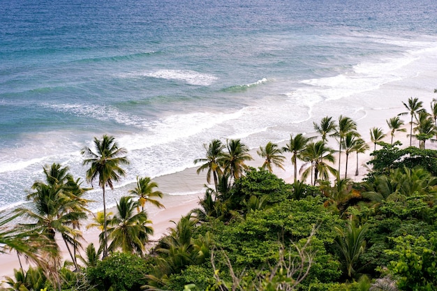 Vista superior de la playa exótica, océano y palmeras.