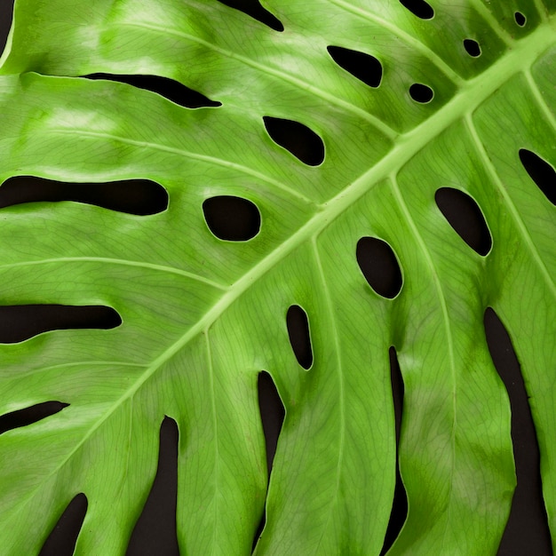 Foto gratuita vista superior del primer plano de la hoja de monstera