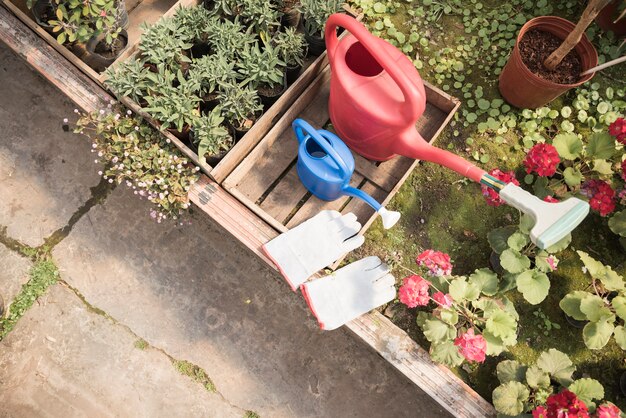 Vista superior de la regadera y guantes de mano cerca de las plantas en maceta que crecen en invernadero