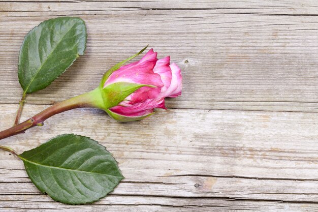 Vista superior de una rosa rosa sobre una superficie de madera, perfecta para papel tapiz