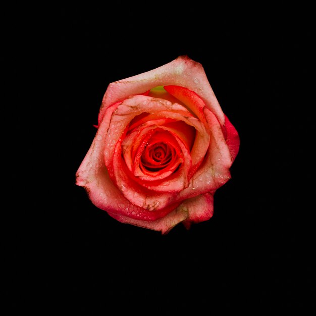 Vista superior de una rosa