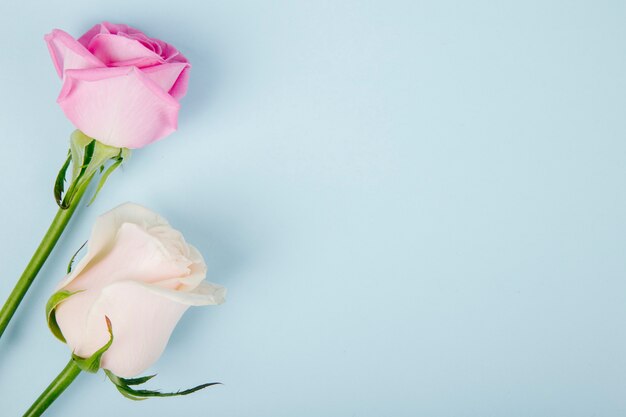 Vista superior de rosas de color rosa y blanco aisladas sobre fondo azul con espacio de copia