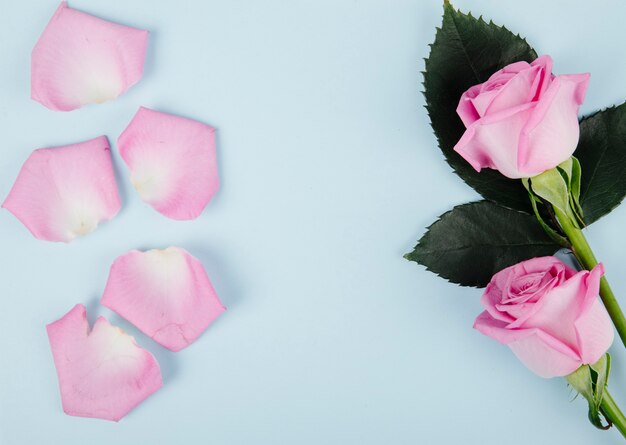 Vista superior de rosas de color rosa con pétalos esparcidos sobre fondo azul con espacio de copia