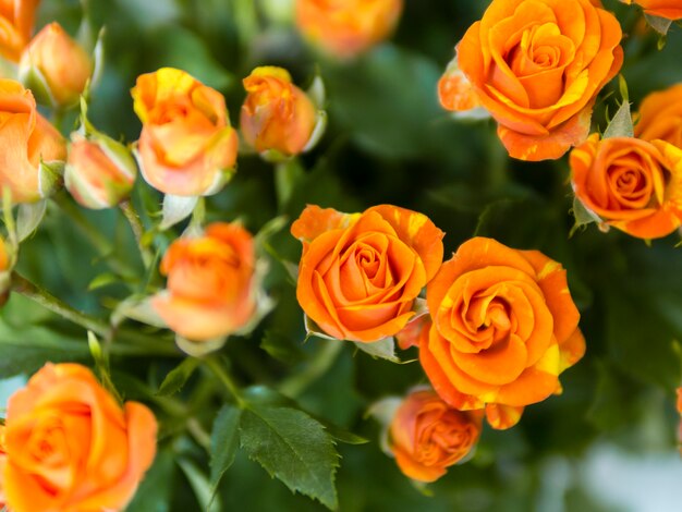 Vista superior de rosas naranjas en jardín