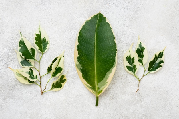 Foto gratuita vista superior de la selección de hojas de plantas.