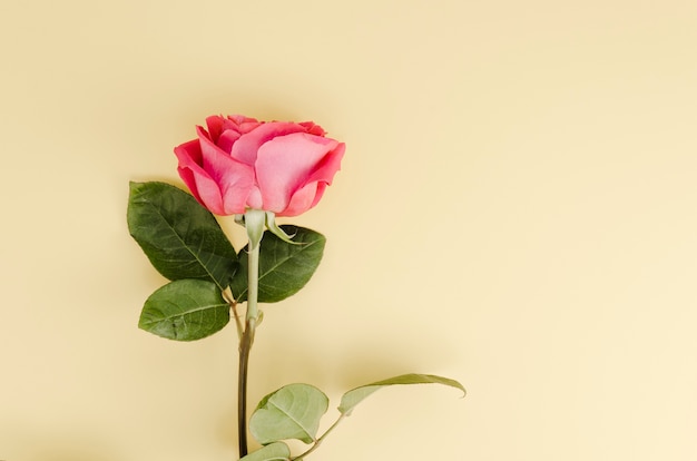 Vista superior de simple flor rosa