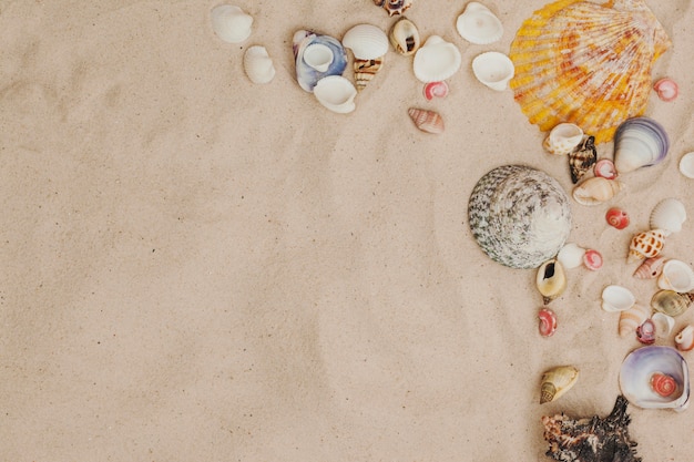 Foto gratuita vista superior de superficie de arena con conchas marinas