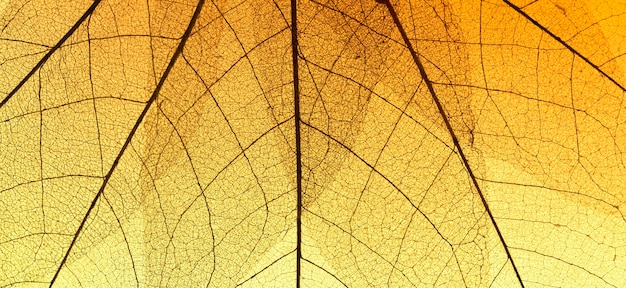 Vista superior de la textura de la hoja transparente coloreada