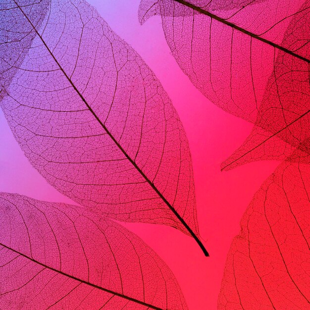 Vista superior de la textura de las hojas de colores
