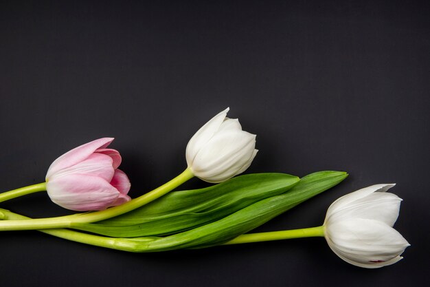 Vista superior de tulipanes de color blanco y rosa aislado en la mesa negra con espacio de copia