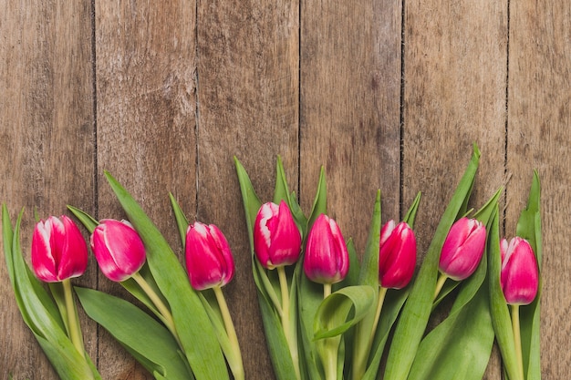 Vista superior de tulipanes en fila