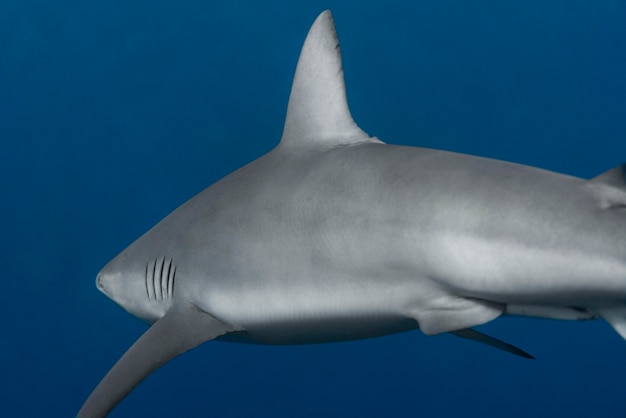 Foto gratuita vista de un tiburón nadando bajo el agua