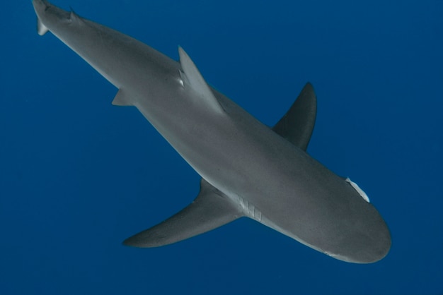 Vista de un tiburón nadando bajo el agua