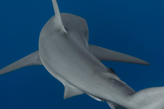 Vista de un tiburón nadando bajo el agua