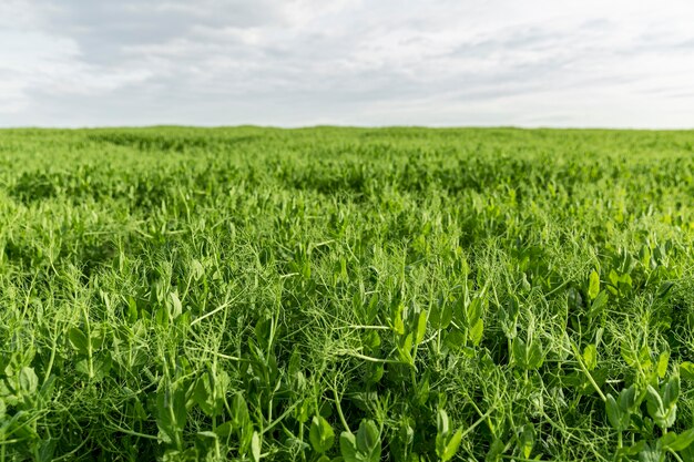 Vista de tierras de cultivo de ángulo bajo