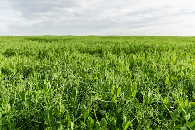 Vista de tierras de cultivo de ángulo bajo