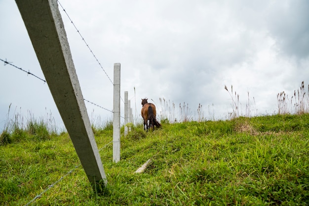 Vista trasera del caballo parado en el campo de vidrio cerca de la valla