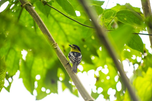 Vista trasera del pájaro cantor encaramado en la rama de un árbol en la selva
