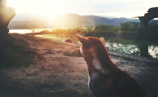 Vista trasera del perro sentado al aire libre paisaje rural