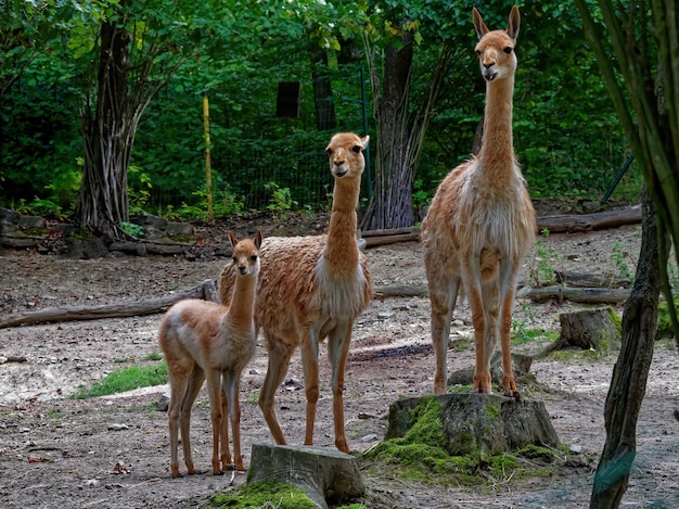 Vista de tres vicuñas de pie en el zoológico.
