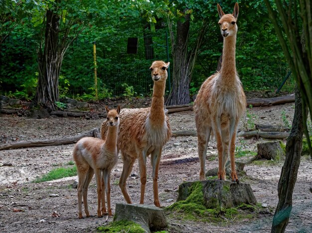 Vista de tres vicuñas de pie en el zoológico.