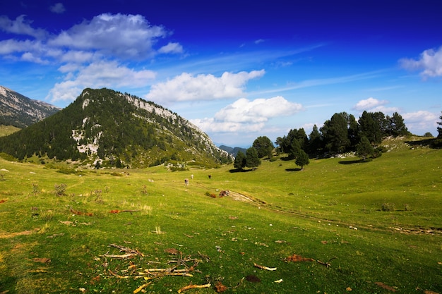 Vista de verano de la pradera de las tierras altas