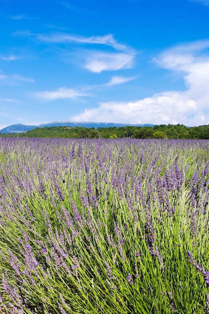 vista vertical del campo de lavanda