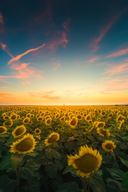 Vista vertical de los girasoles bajo el cielo colorido capturado en Andalucía, España.