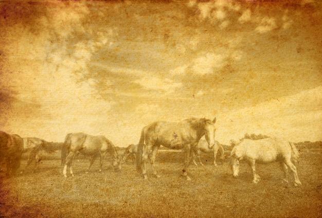 Foto gratuita vista vintage de los caballos en el prado