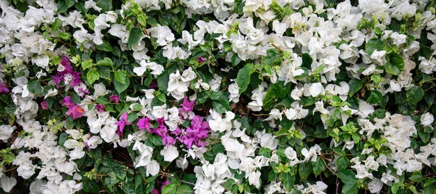 Vistosas hojas blancas del abigarrado snowbush hawaiano, breynia disticha