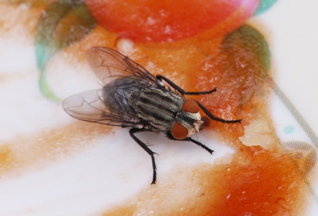 Foto gratuita volar macro