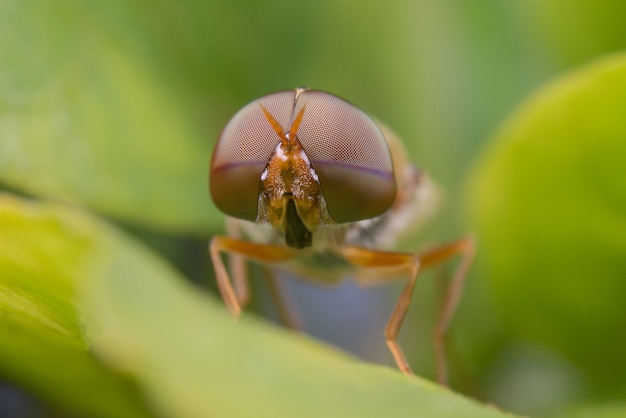 volar