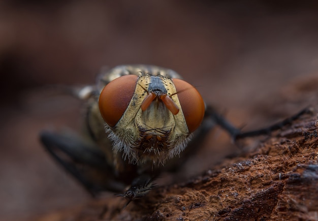 volar