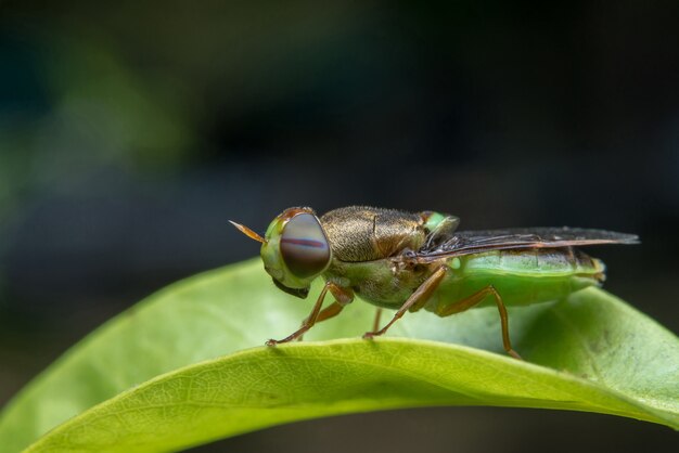 volar