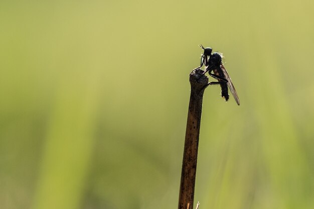 Volar