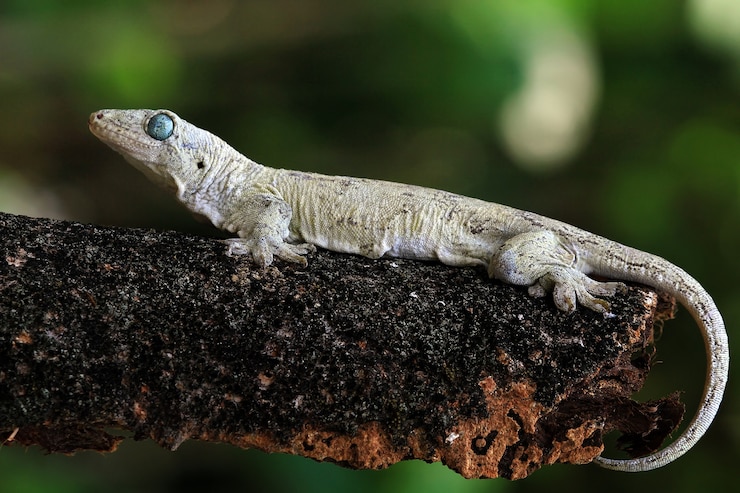 Foto gratuito vorax gecko o cabeza de gecko gigante de halmaheran