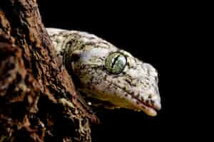 Foto gratuita vorax gecko o gecko halmaheran gigante closeup