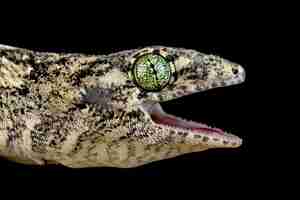 Foto gratuita vorax gecko o gigante halmaheran gecko closeup cabeza