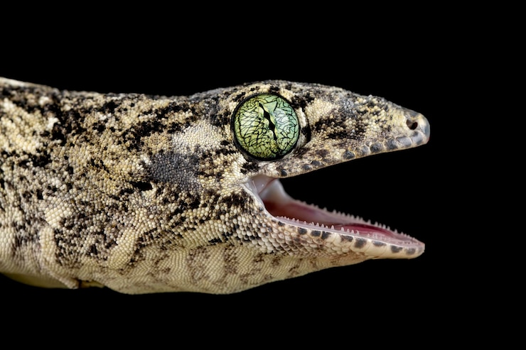 Foto gratuito vorax gecko o gigante halmaheran gecko closeup head