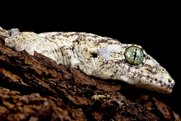 Foto gratuito vorax gecko o gigante halmaheran gecko closeup head