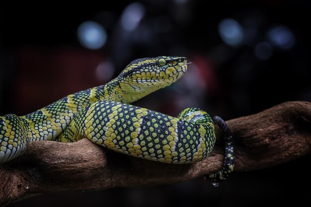 Wagleri pit viper serpiente closeup cabeza en rama hermoso color serpiente wagleri Tropidolaemus wagleri