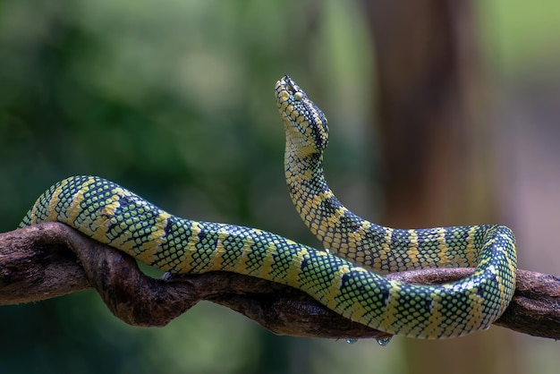 Wagleri víbora serpiente closeup cabeza en rama hermoso color wagleri serpiente