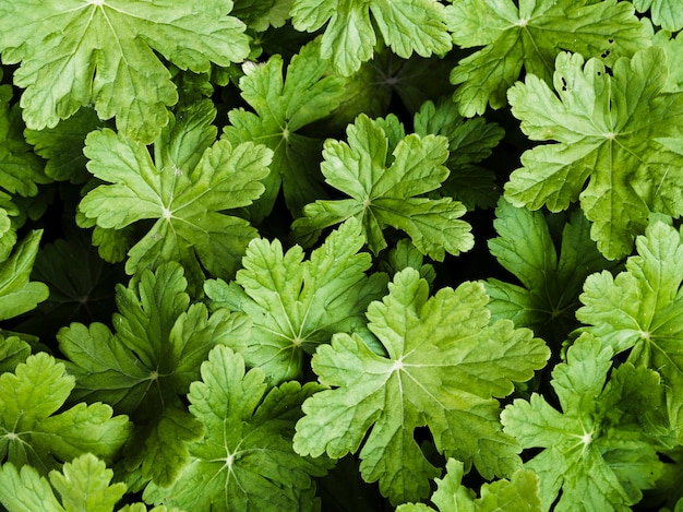 Waldsteinia fragarioides deja el fondo