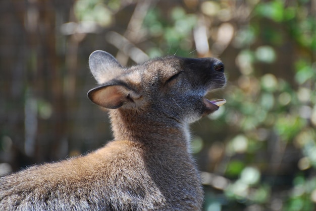 Wallaby con la boca abierta y mostrando los dientes inferiores.