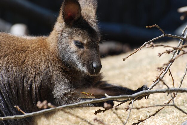Wallaby comiendo las yemas de un árbol.