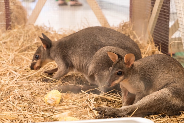 Foto gratuita wallaby o mini canguro