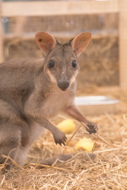 Wallaby o mini canguro